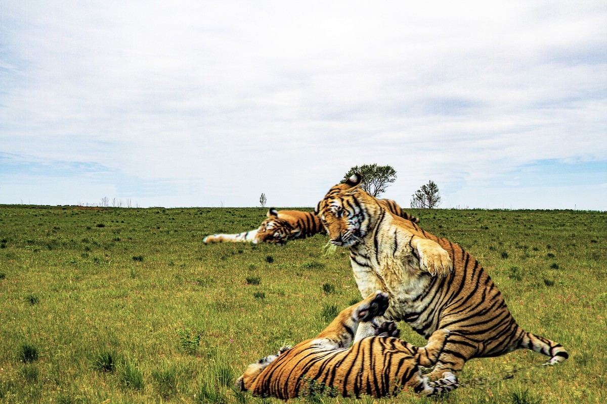 出游随拍几只老虎