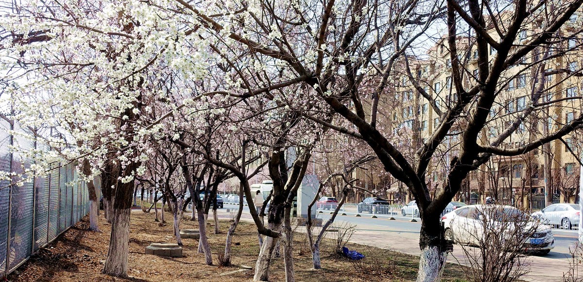 盛京长街紫气来杏花开放春光美