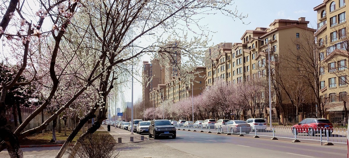 盛京长街紫气来杏花开放春光美