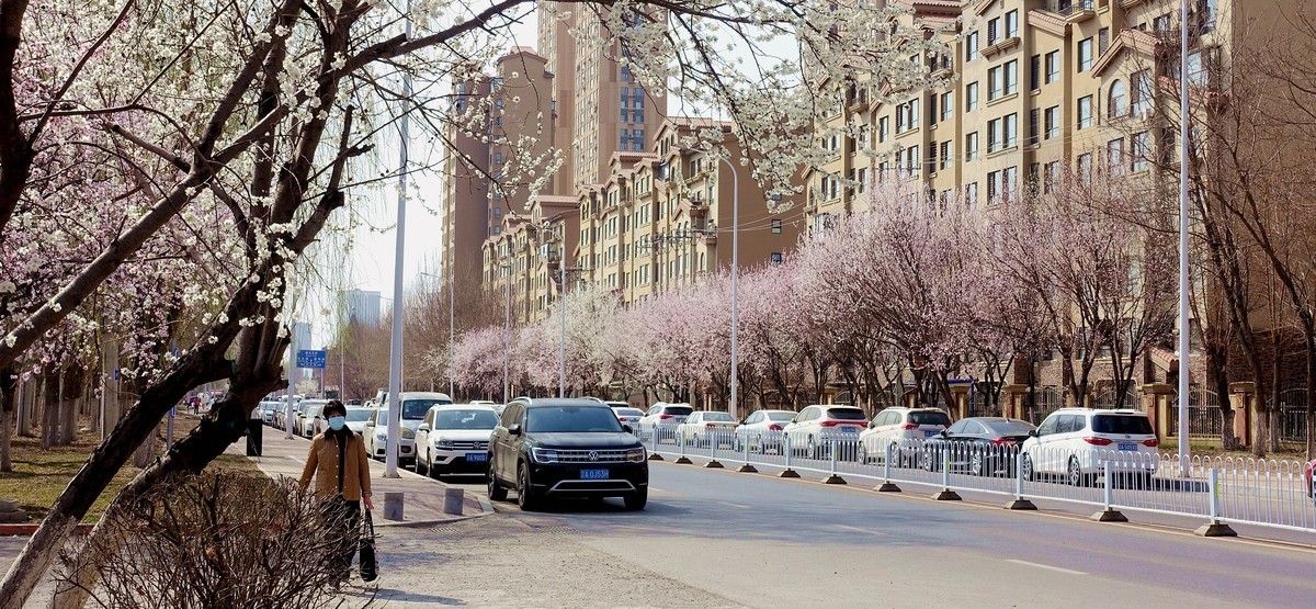 盛京长街紫气来杏花开放春光美