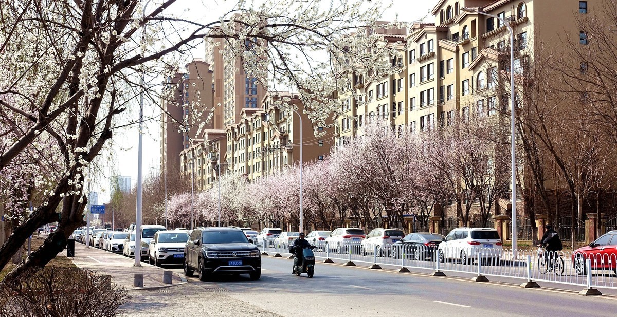 盛京长街紫气来杏花开放春光美
