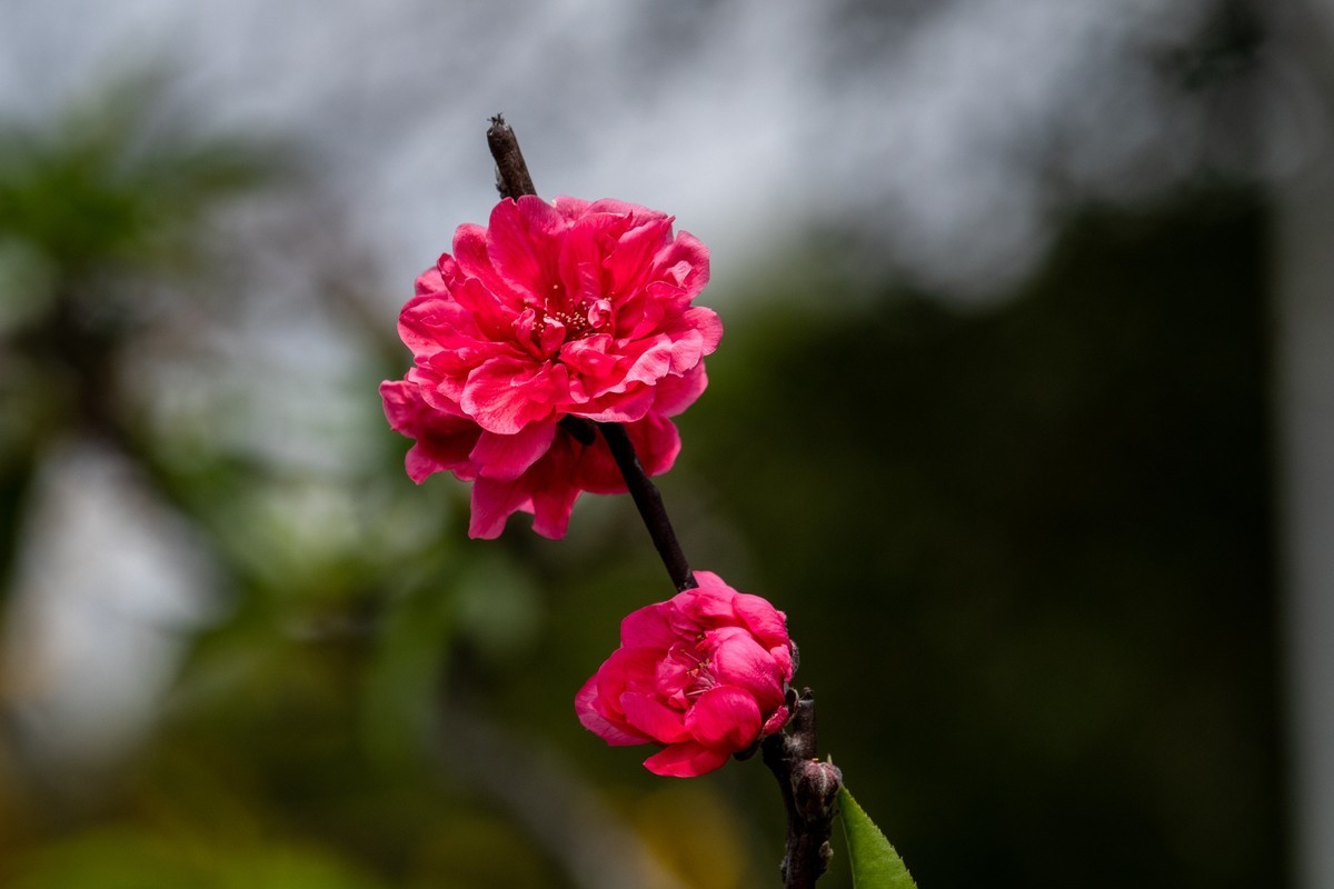 花枝招展（一百五十六）