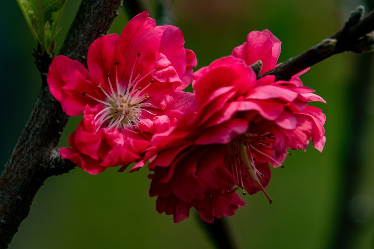 花枝招展（一百五十六）