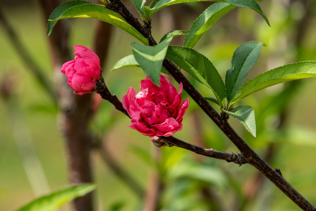 花枝招展（一百五十六）