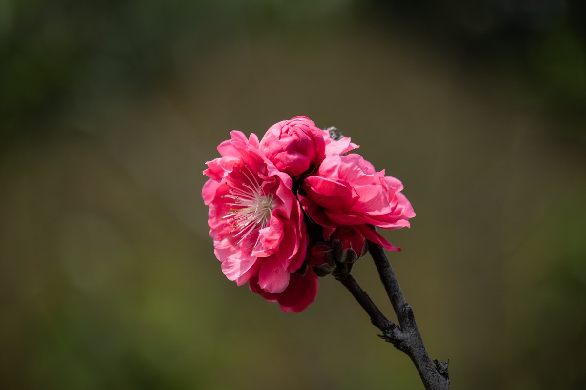 花枝招展（一百五十六）