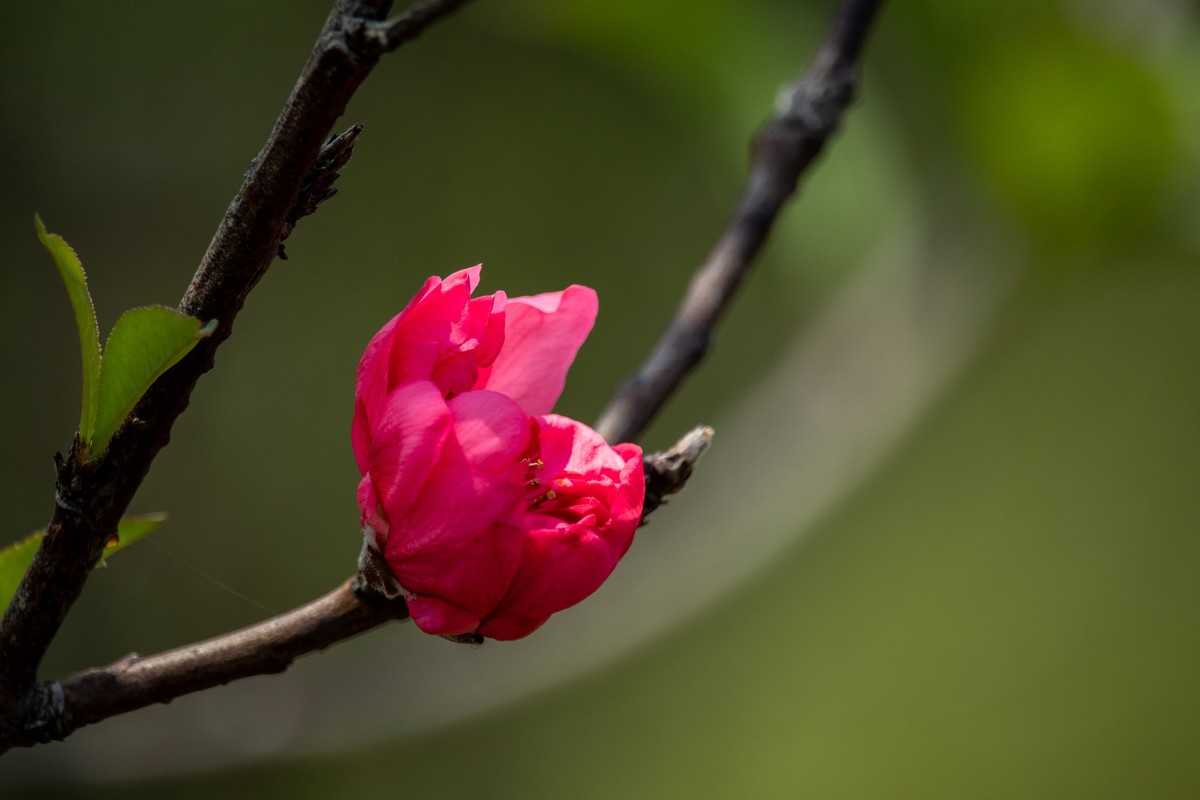 花枝招展（一百五十六）