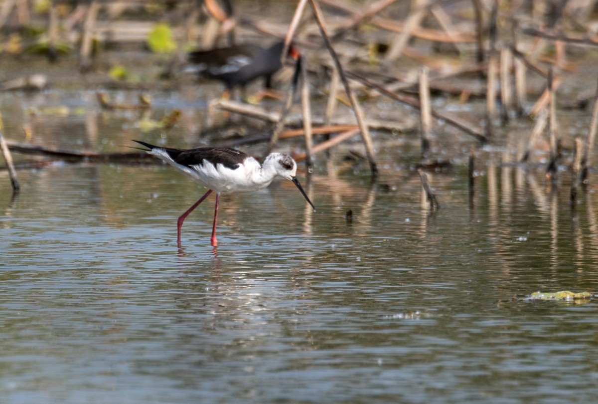 黑翅长脚鹬（三十七）