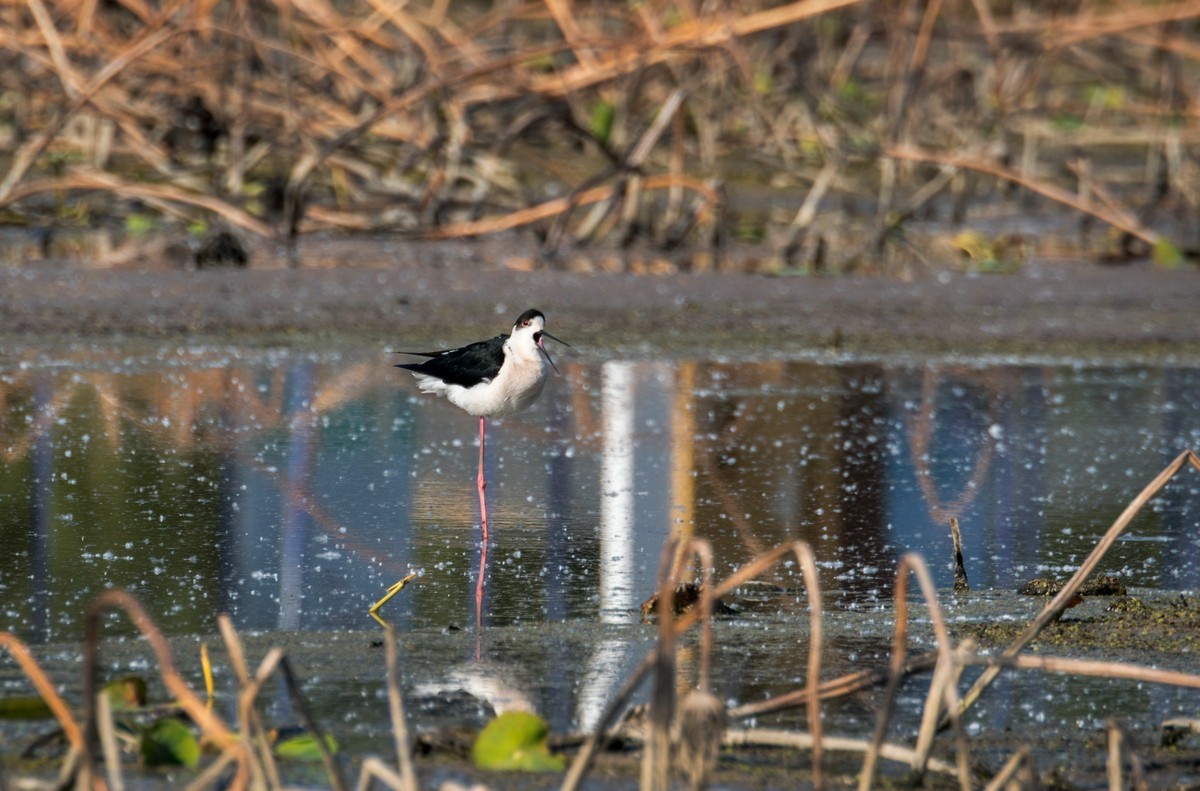 黑翅长脚鹬（三十七）