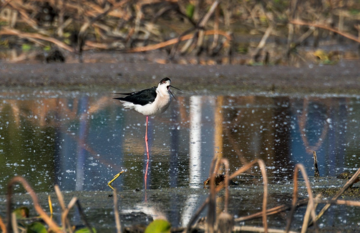 黑翅长脚鹬（三十七）