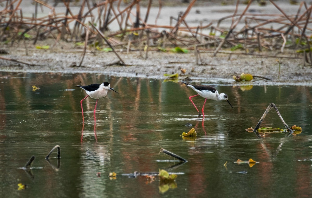 黑翅长脚鹬（三十七）