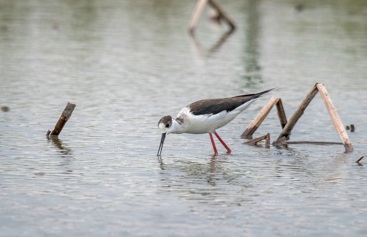 黑翅长脚鹬（三十七）