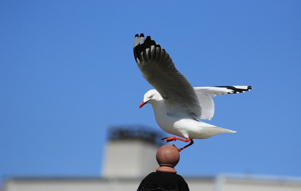 海边随拍（二）