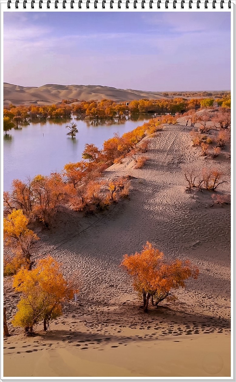 2025年- 葫芦岛水韵胡杨风光抓拍-0031