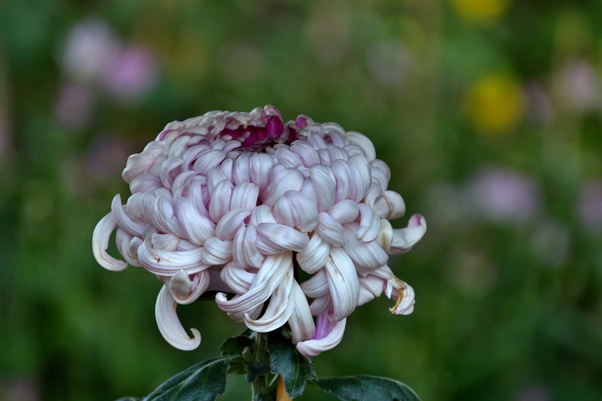 形态多样的菊花5