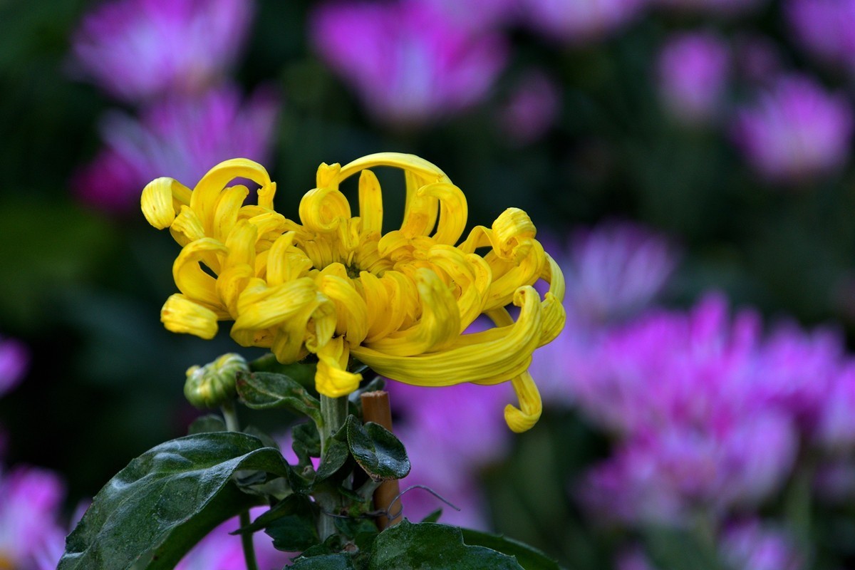 形态多样的菊花5