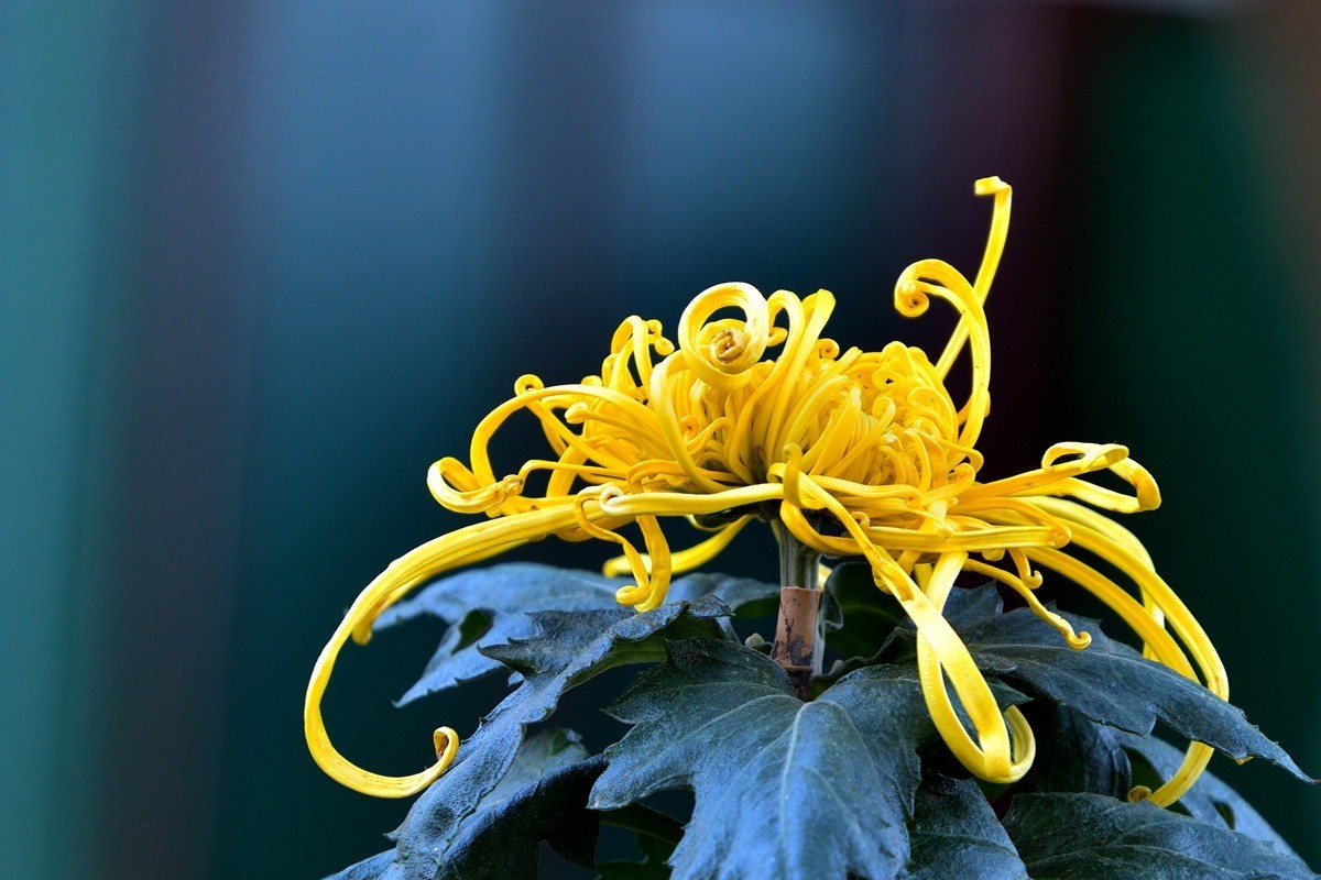 形态多样的菊花5