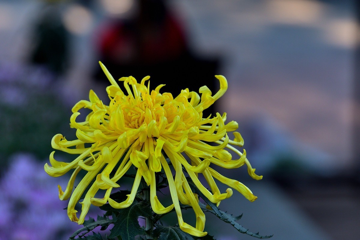 形态多样的菊花5