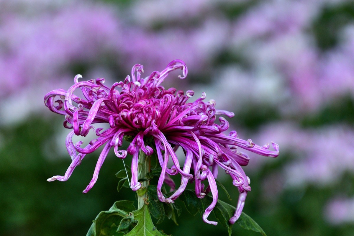 形态多样的菊花5