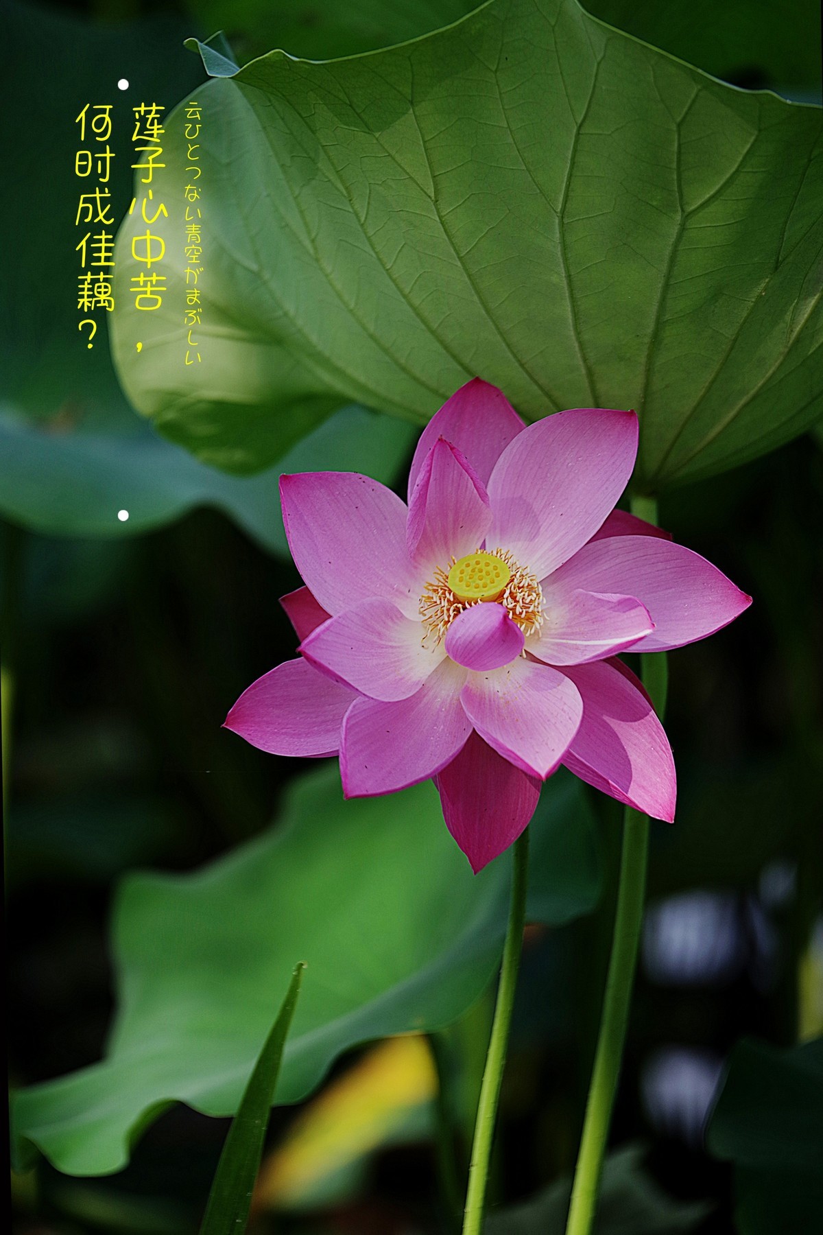 何时成佳偶