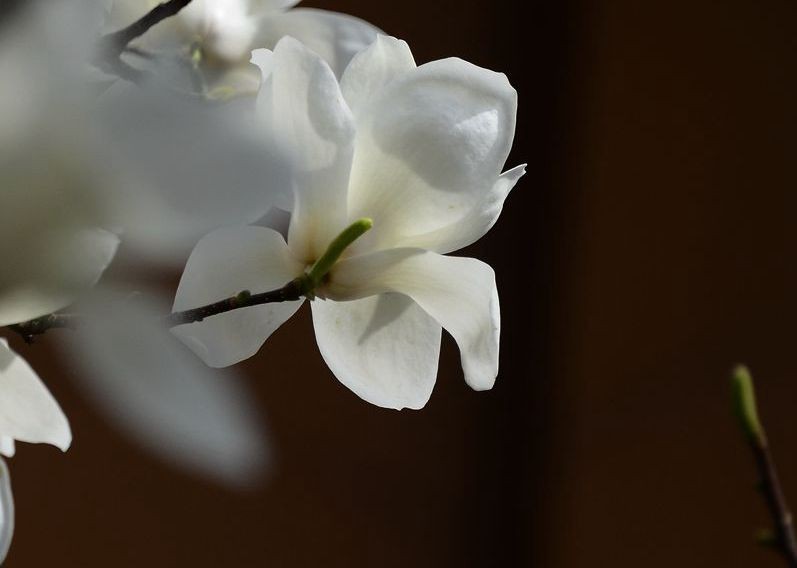 花卉系列【3356】