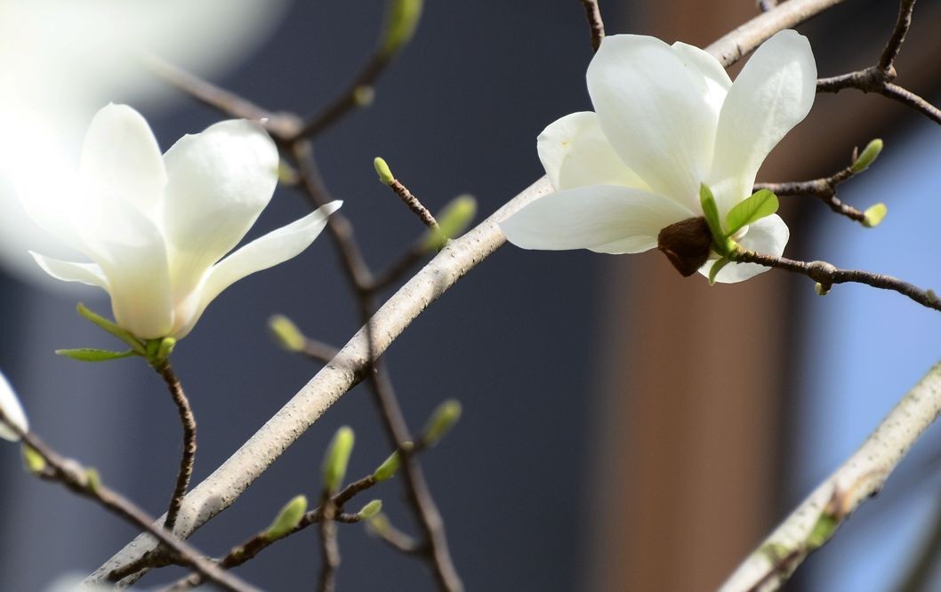 花卉系列【3356】