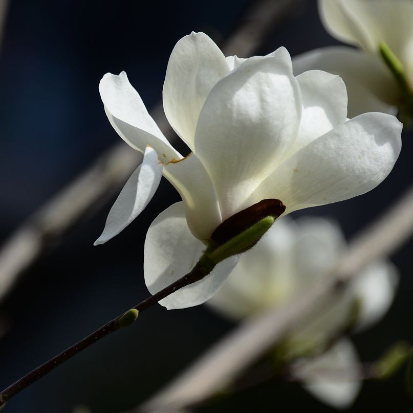 花卉系列【3356】