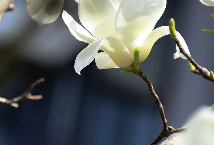 花卉系列【3356】