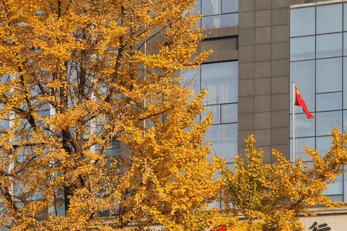 酷暑盼秋凉之合肥徽州大道的银杏