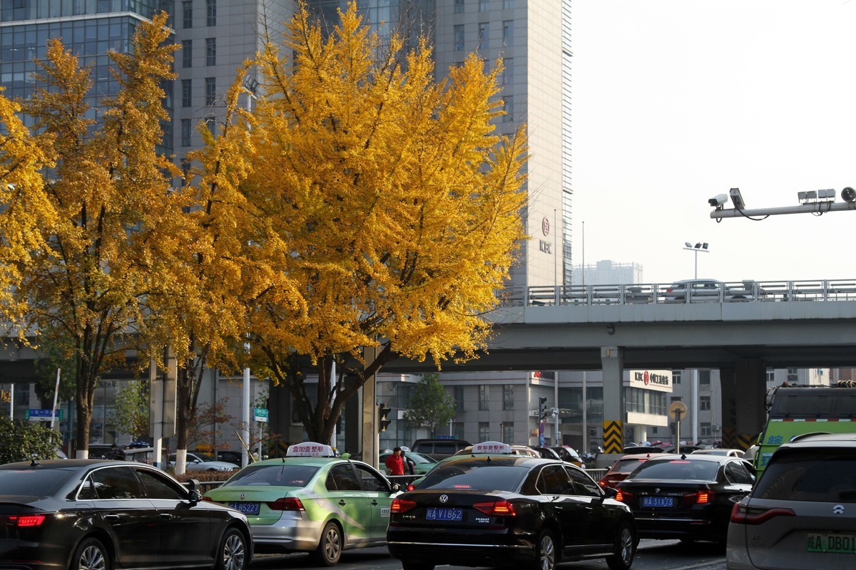 酷暑盼秋凉之合肥徽州大道的银杏