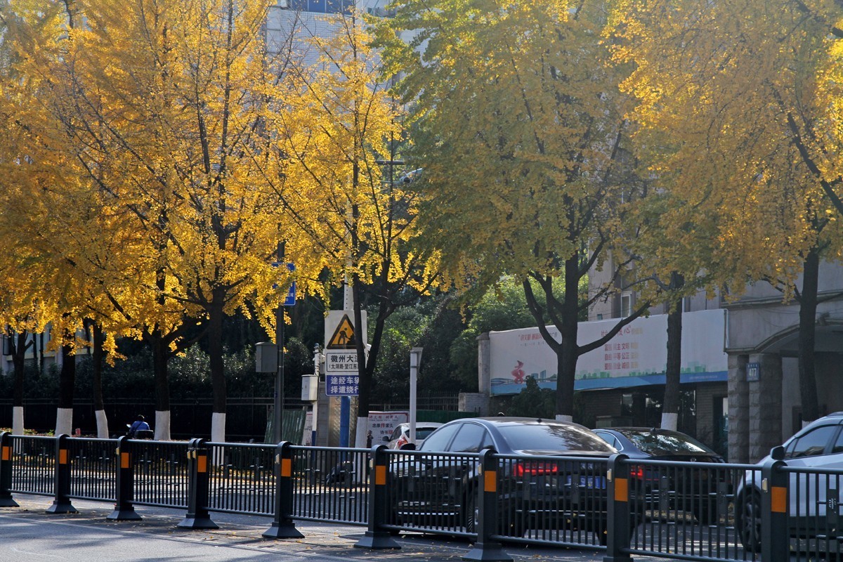 酷暑盼秋凉之合肥徽州大道的银杏