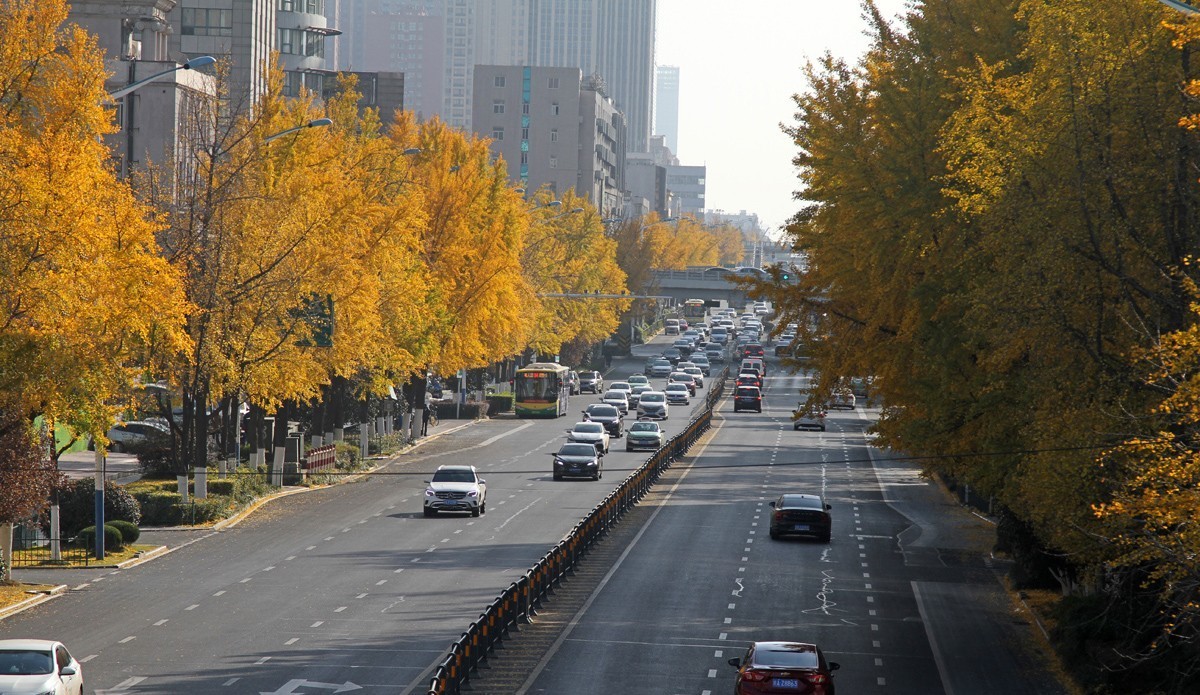 酷暑盼秋凉之合肥徽州大道的银杏