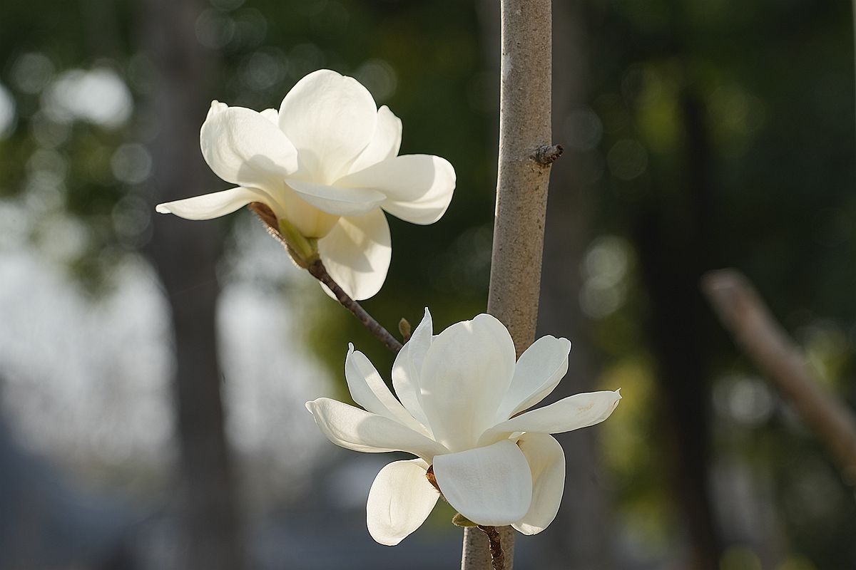 木兰科的玉兰花-中关村在线摄影论坛