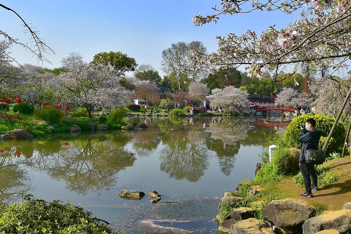 樱园落花季