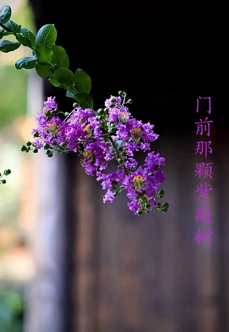 门前有颗紫薇树
