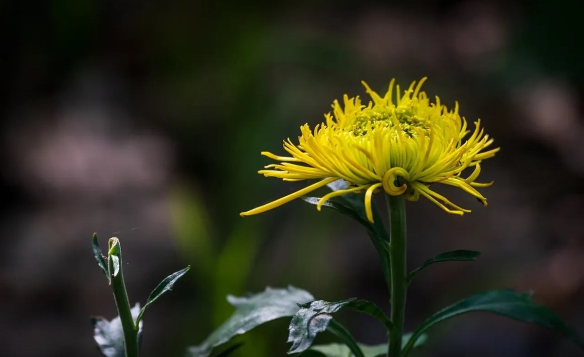 菊花1