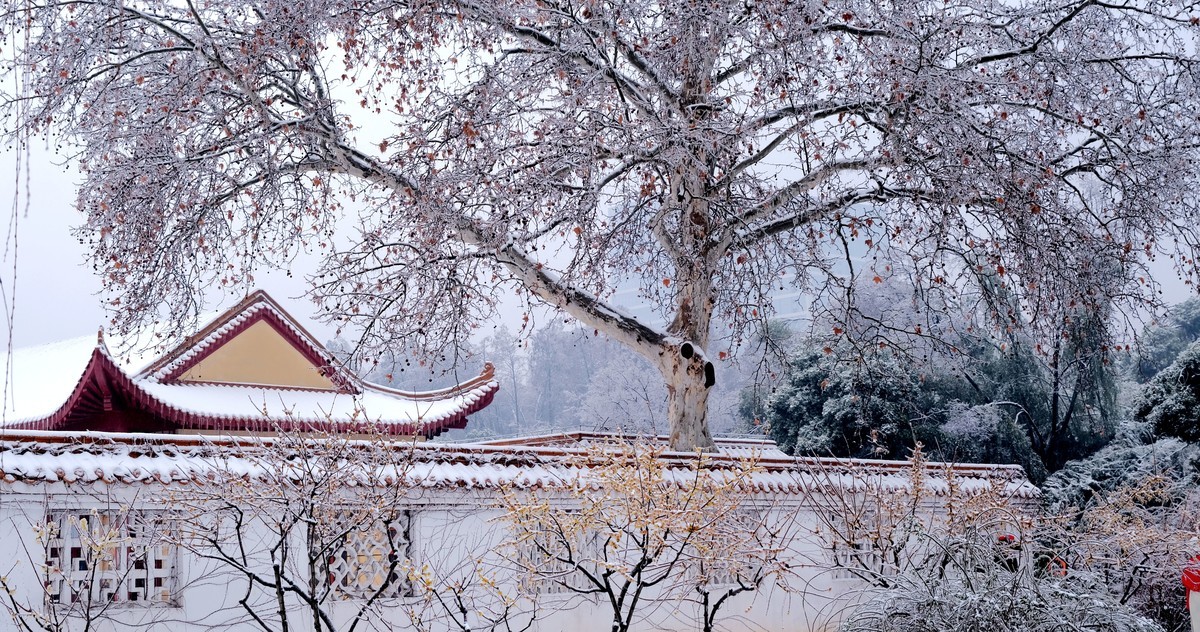 公园里一场雪，一场景。祝版主们及朋友们龙年大吉，作品多多。