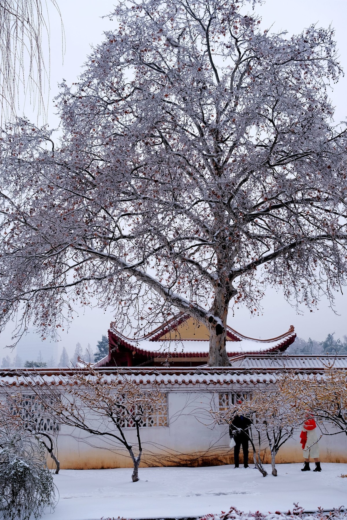 公园里一场雪，一场景。祝版主们及朋友们龙年大吉，作品多多。