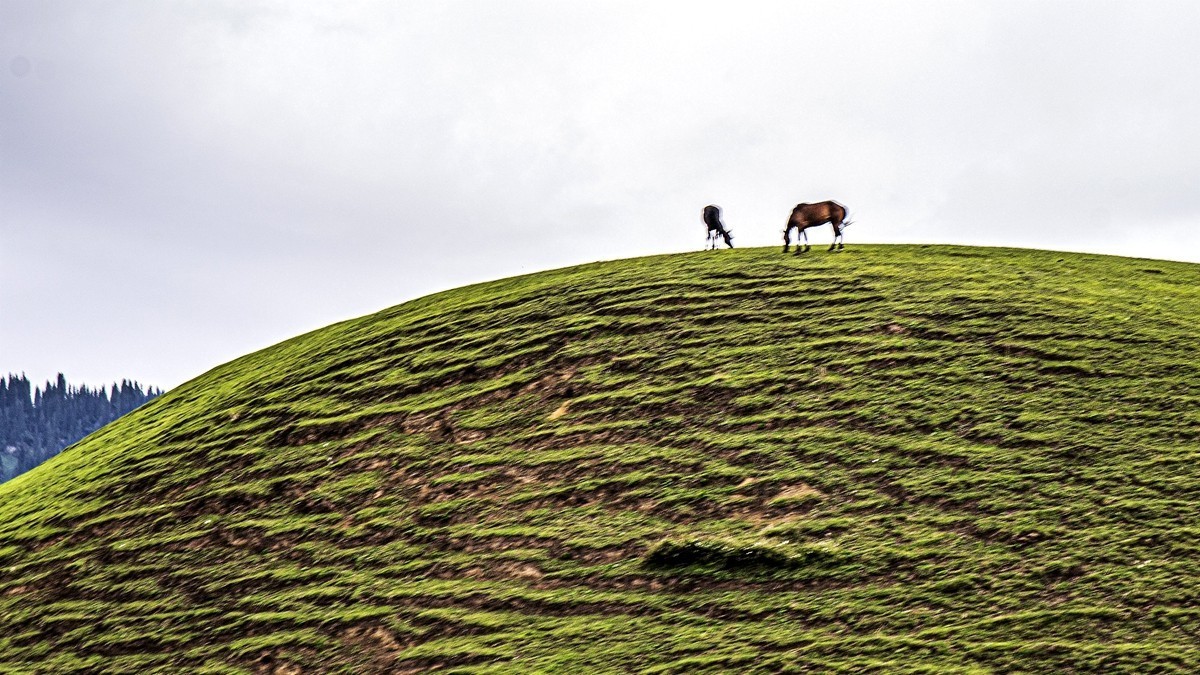 那拉提河谷草原【15】续完