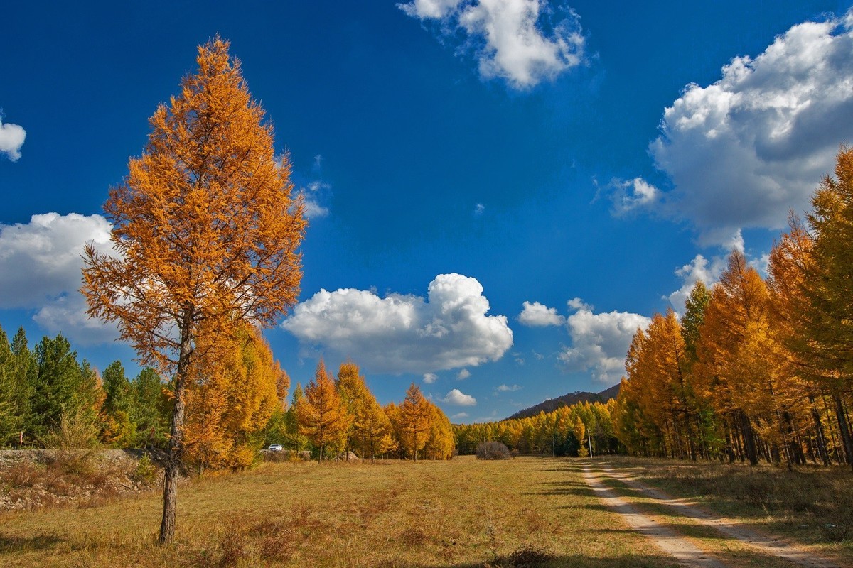 遥望碧空云飞处，层林尽染映秋光。
