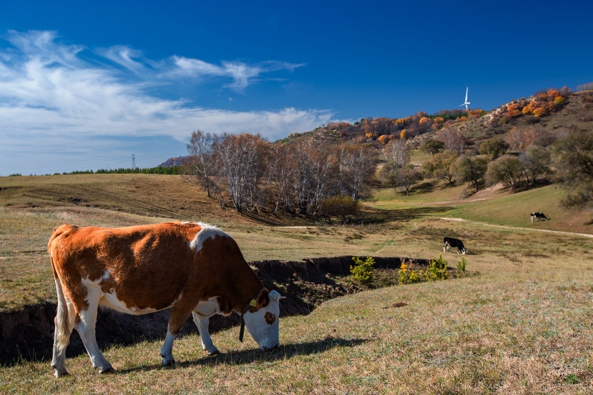 遥望碧空云飞处，层林尽染映秋光。