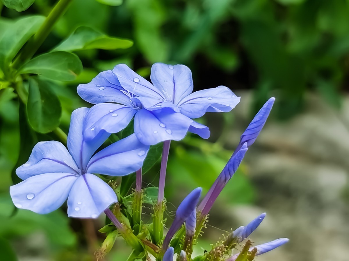 蓝花丹