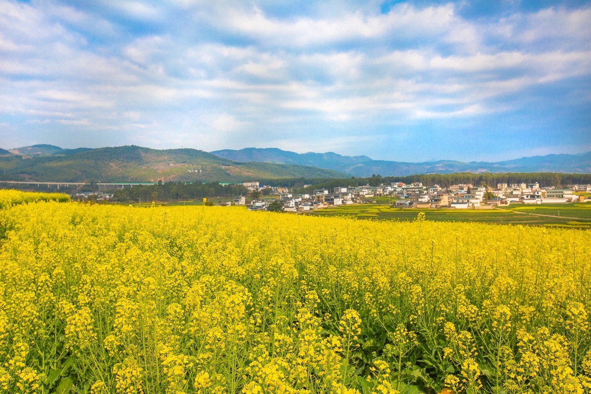 2025-03-28云南保山丙麻油菜花田（一）