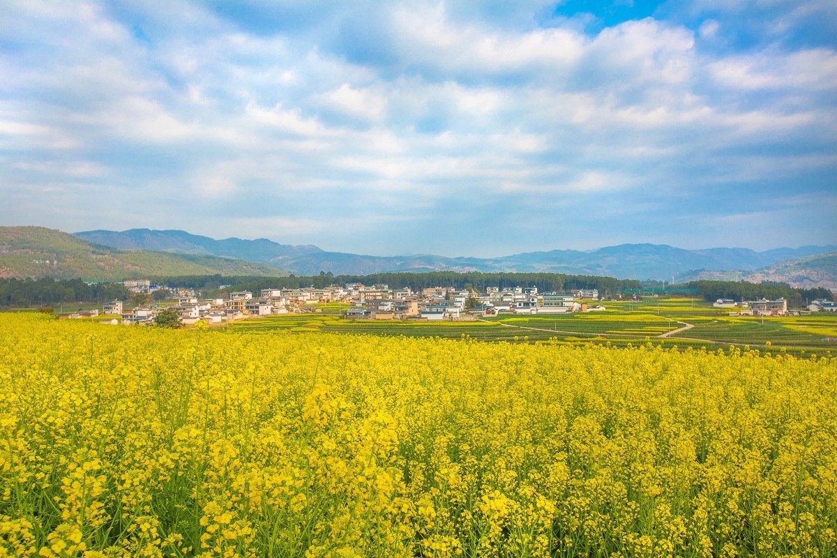 2025-03-28云南保山丙麻油菜花田（一）