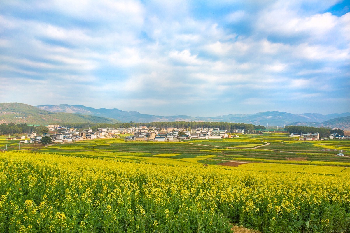 2025-03-28云南保山丙麻油菜花田（一）