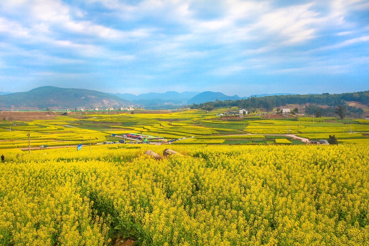 2025-03-28云南保山丙麻油菜花田（一）