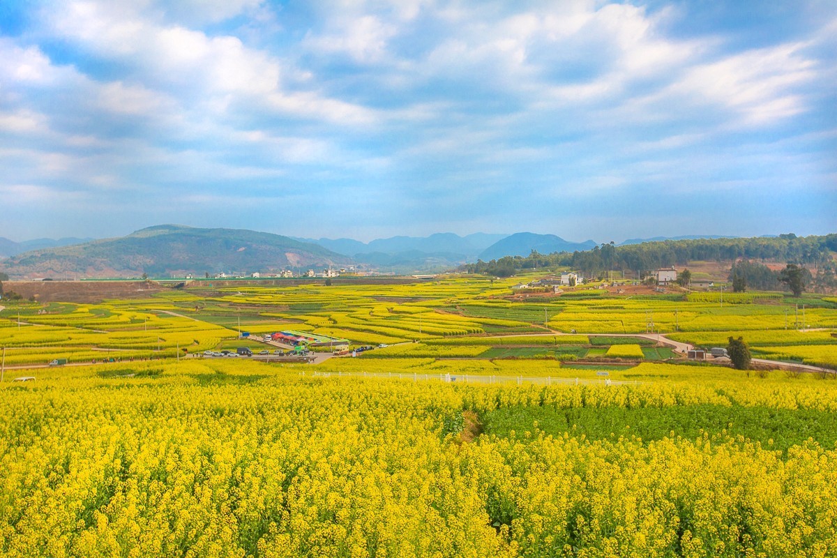 2025-03-28云南保山丙麻油菜花田（一）