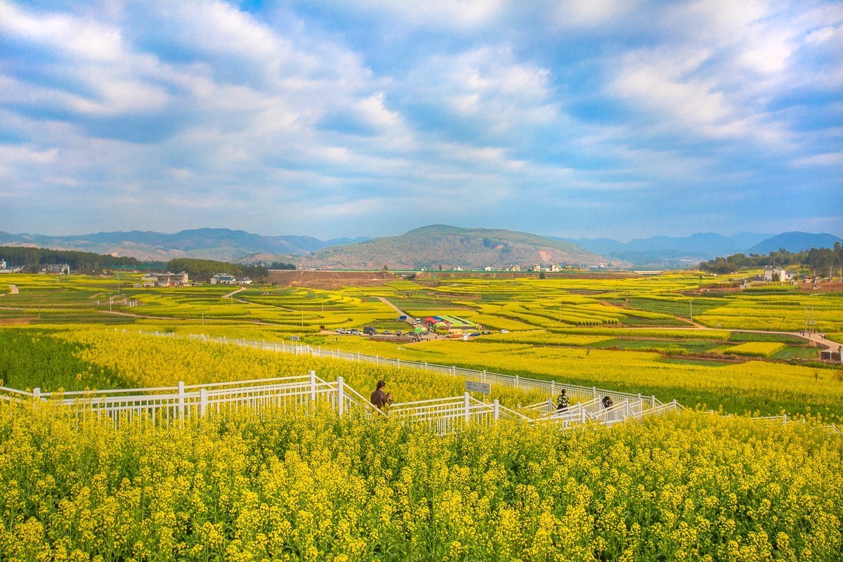 2025-03-28云南保山丙麻油菜花田（一）