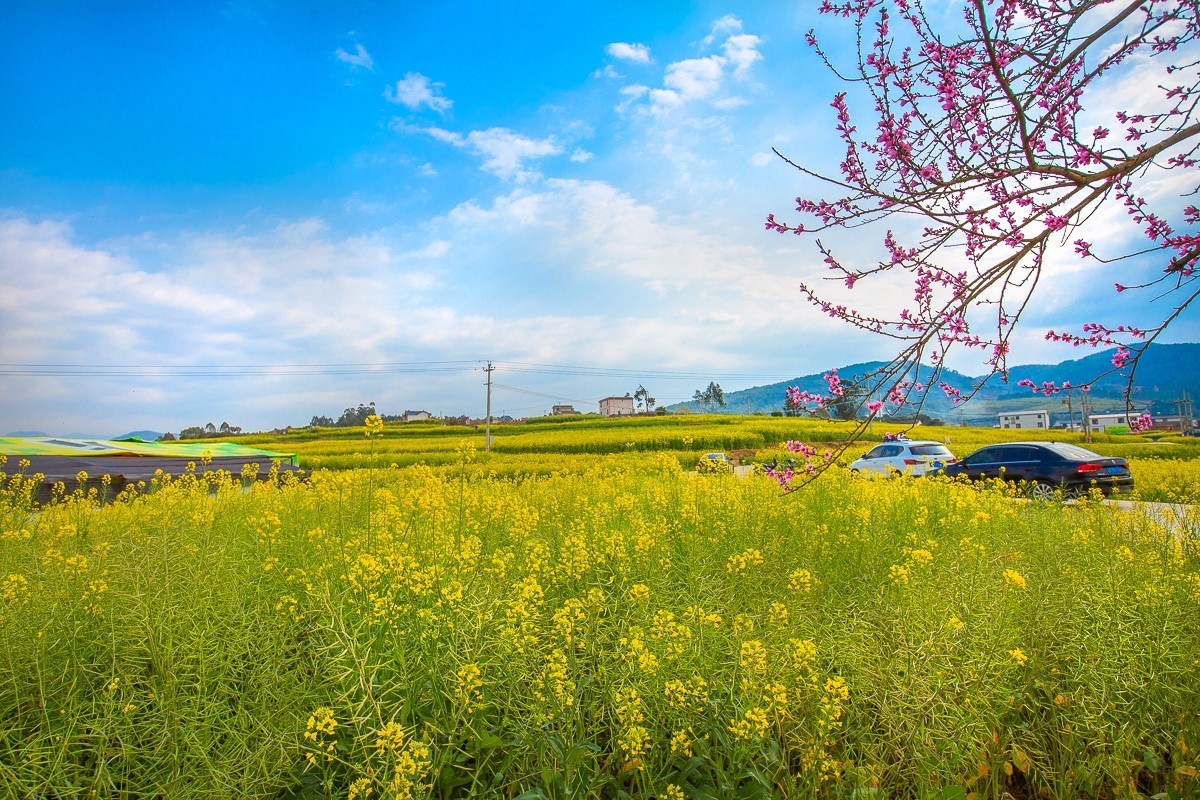 2025-03-28云南保山丙麻油菜花田（一）