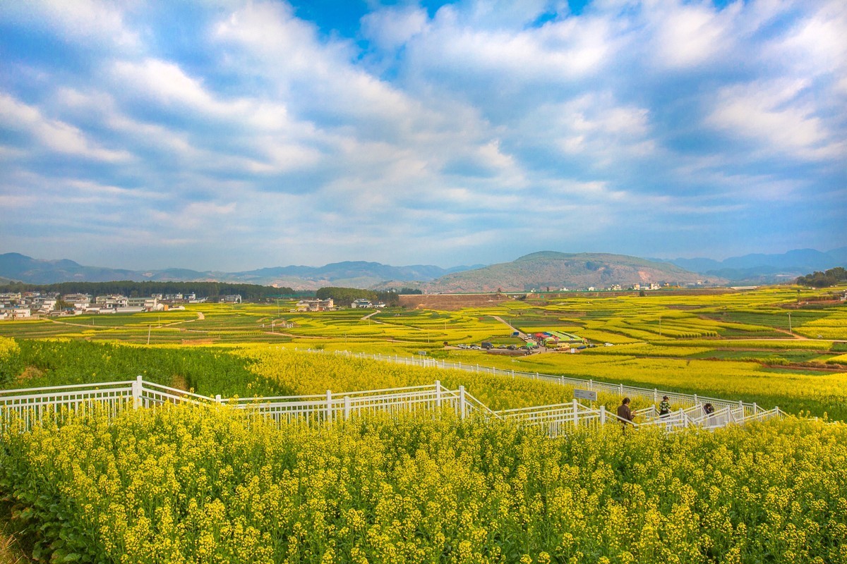 2025-03-28云南保山丙麻油菜花田（一）