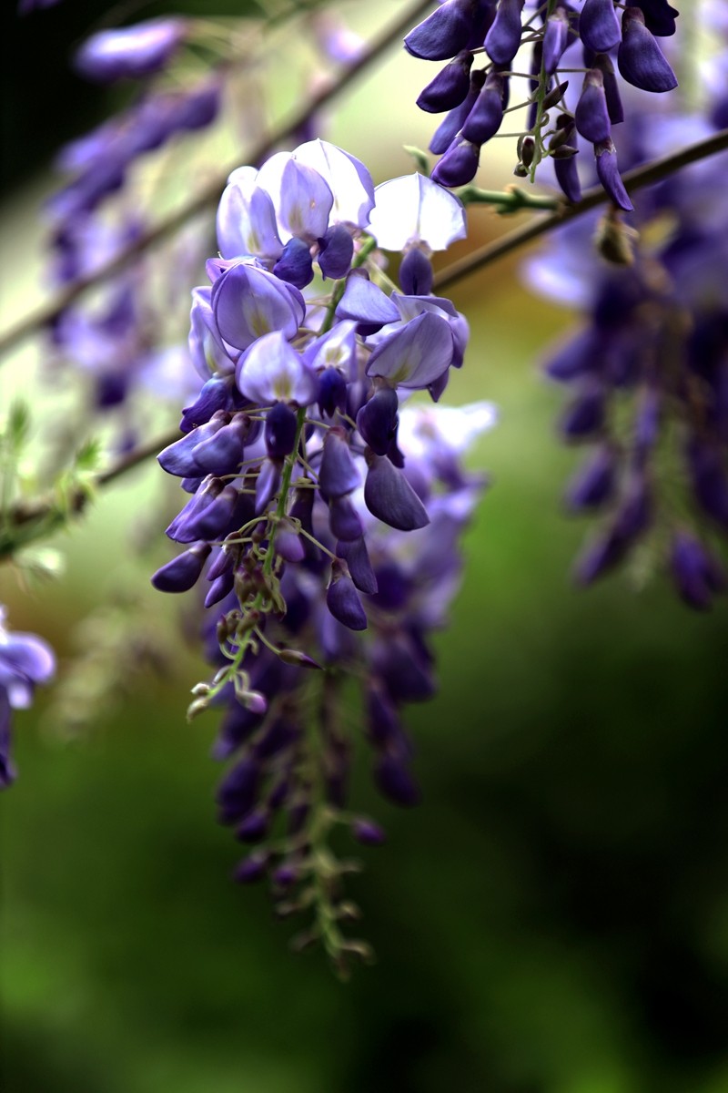 月湖公园紫腾花--4